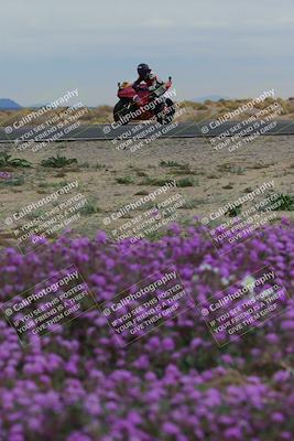 media/Jan-14-2023-SoCal Trackdays (Sat) [[497694156f]]/Turn 14 Exit Bloomig (145pm)/